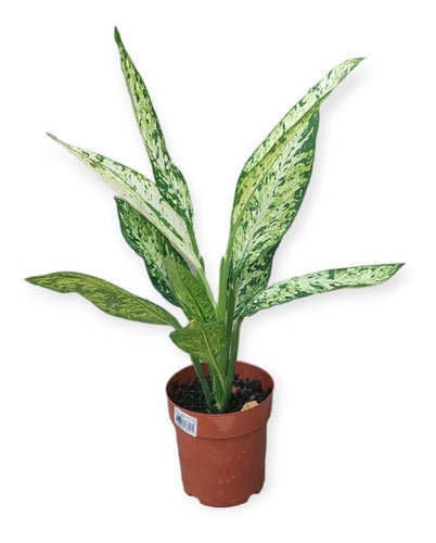 Dieffenbachia Vesuvius Pote 17cm