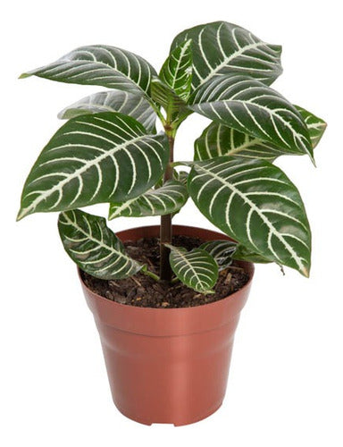 Aphelandra Sin Flor Pote 15cm Amarillo