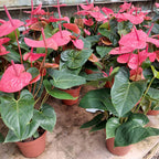 Anturio Surtido Pote 19cm