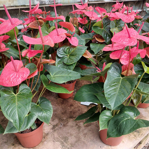 Anturio Surtido Pote 19cm