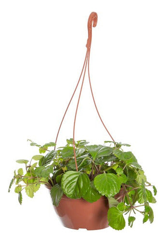 Planta Dólar En Maceta Colgante C21