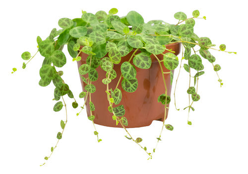 Peperomia Prostata P11