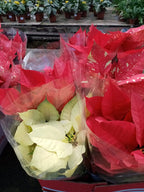 Estrella Federal Variada Pote 14cm