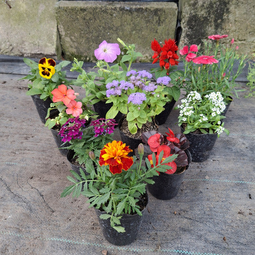 Florales De Estación × 12 Unidades