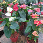 Anturio Surtido Pote 15cm