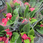 Anturio Mini Million Flowers Rojo Pote 9cm