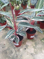 Calathea Trialstar Pote 12cm