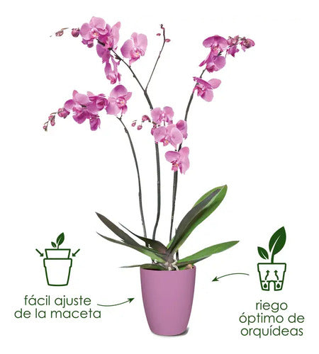 Maceta Para Orquídea Elho Orchid High Brussels 12cm Rosa Brussels