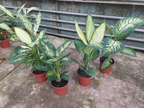 Difembaquia Variado P17 Surtido