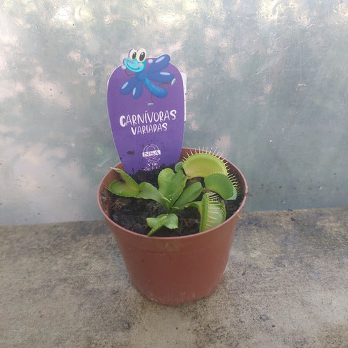 Planta Carnívora Dionaea Muscipula Pote 9cm