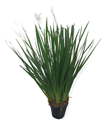 Dietes Tamaño Mediano