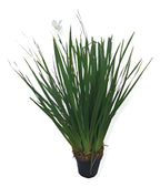 Dietes Tamaño Mediano