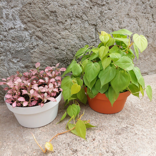 Maceta Vasart Sampa Bowl 23 × 12cm Blanco Sampa Bowl