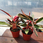 Calathea Trialstar Pote 12cm