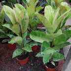 Ficus Elastica Shivereana Moonshine Pote 17cm