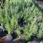 Planta Lavanda Mediana