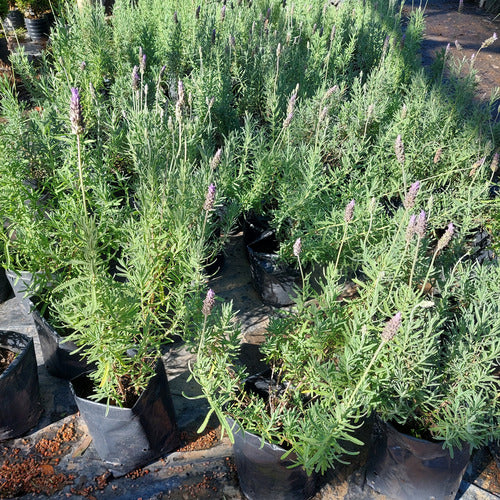 Planta Lavanda Mediana