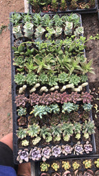 Bandeja De Suculentas × 105 Unidades