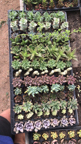 Bandeja De Suculentas × 105 Unidades