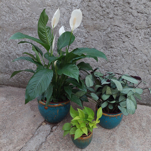 Macetero De Cerámica Interior Roma Tamaño Grande Turquesa Con Marrón