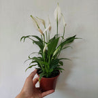 Lirio De La Paz - Spathiphyllum Pote 11cm