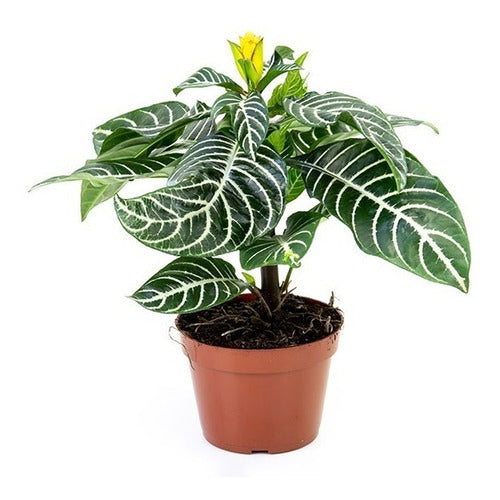 Aphelandra Con Flor Pote 15cm