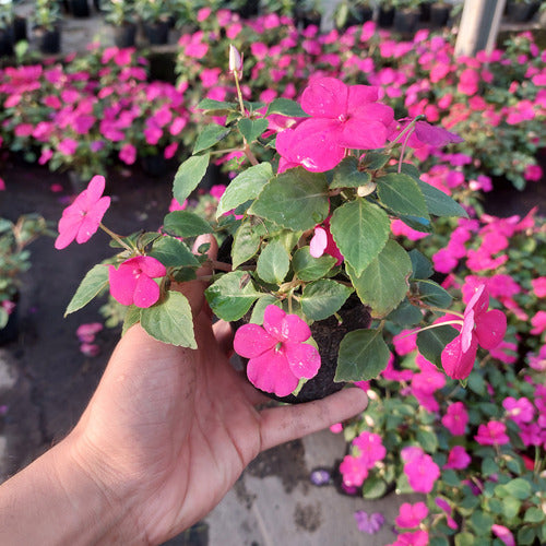 Florales De Estación × 30 Unidades Surtido