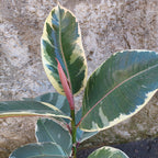 Ficus Elastica Tineke Pote 17cm