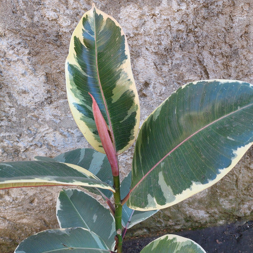 Ficus Elastica Tineke Pote 17cm