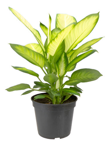 Dieffenbachia Tropic Mariana Pote 17cm