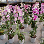 Orquídea Denphal Pote 12cm