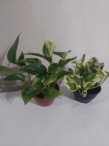 Potus Varias Especies C13