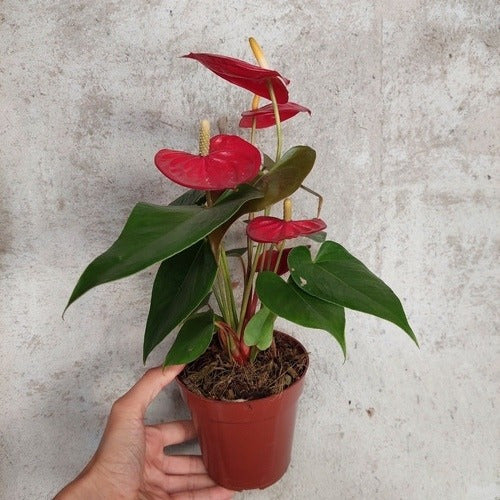 Anturio Surtido Pote 12cm