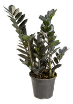 Zamioculca Black P15