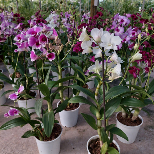 Orquídea Denphal Pote 12cm