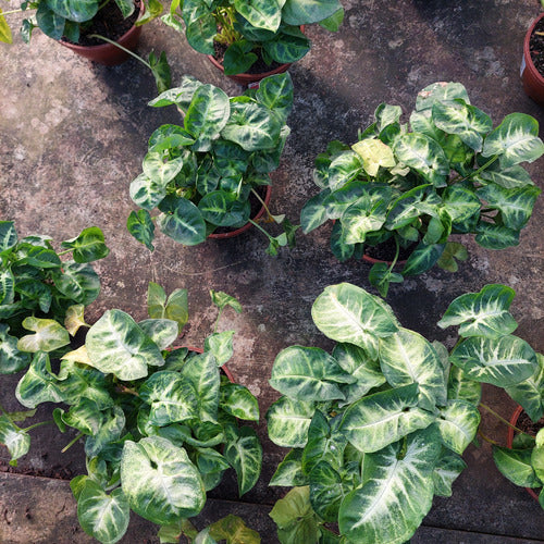 Singonio Variado C13 Surtido