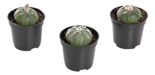 Cactus Astrophytum Pote 6cm