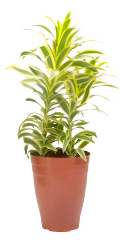 Dracena Reflexa Song Of India Pote 17cm