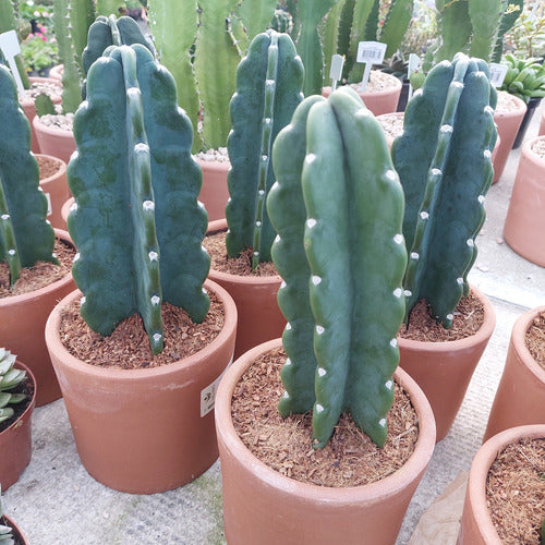 Cactus Mandacaru Sin Espinas En Maceta De Barro P14