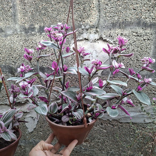 Tradescantia Fluminenses Tricolor En Maceta Colgante