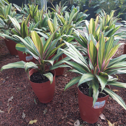 Dracena Cordyline Kiwi P17