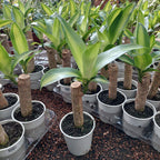 Palo De Agua Pote 12cm