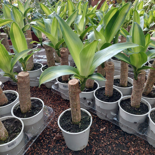 Palo De Agua Pote 12cm