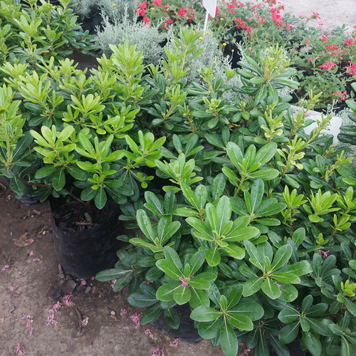 Pittosporum Tobira Nana Chico