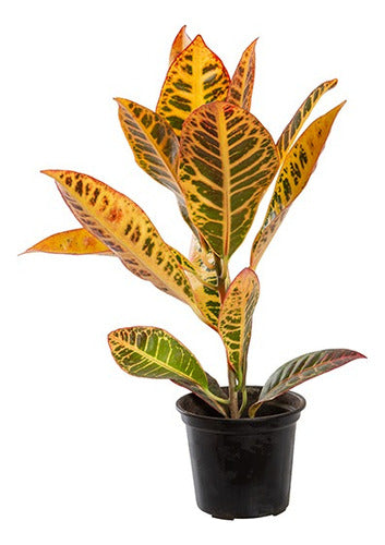 Croton Hib Petra P11