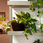 Maceta Vasart Sampa Bowl 23 × 12cm Negro Sampa