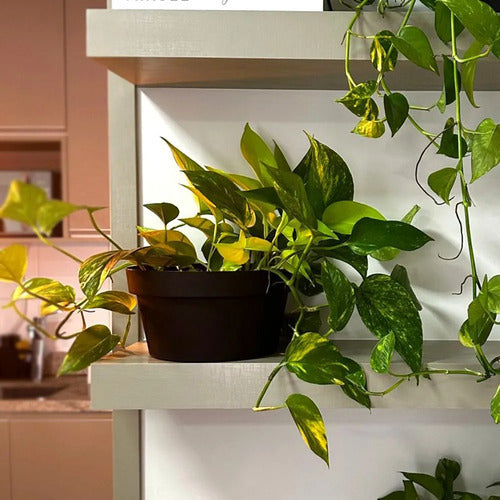 Maceta Vasart Sampa Bowl 23 × 12cm Negro Sampa