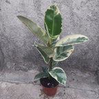 Ficus Elastica Tineke Pote 17cm