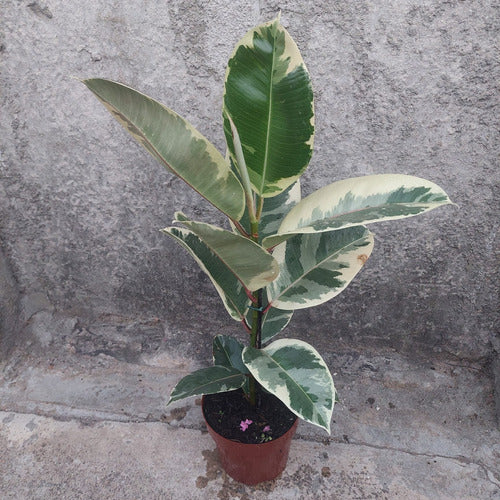 Ficus Elastica Tineke Pote 17cm