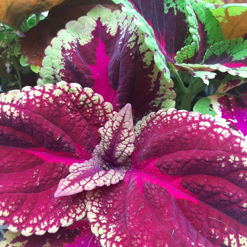 Cretona Mediana Pote 14cm